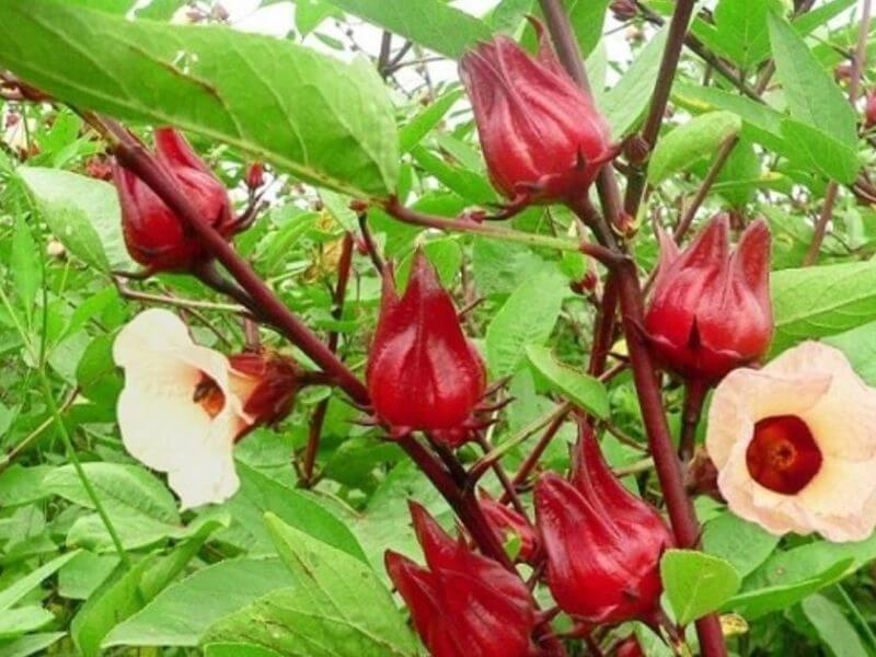 Hoa Atiso đỏ