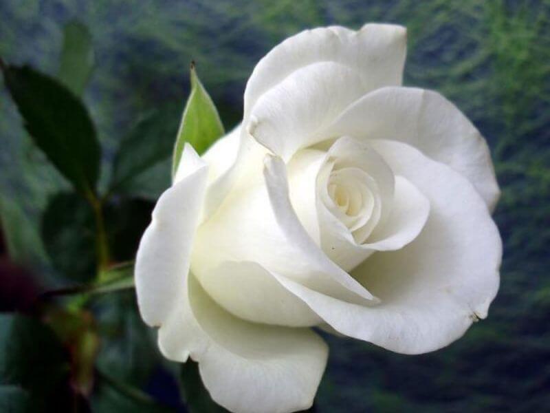 Hoa hồng trắng?