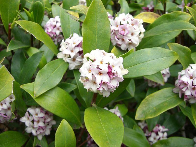 Hoa thụy hương?
