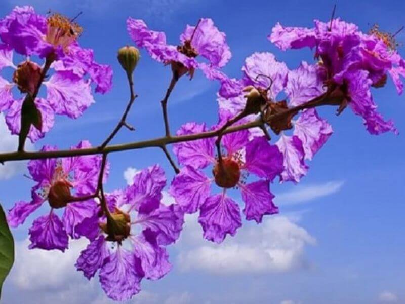 Hoa bằng lăng?