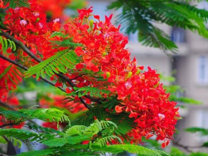 Hoa phượng