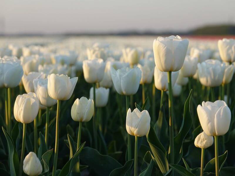 hoa tulip trắng