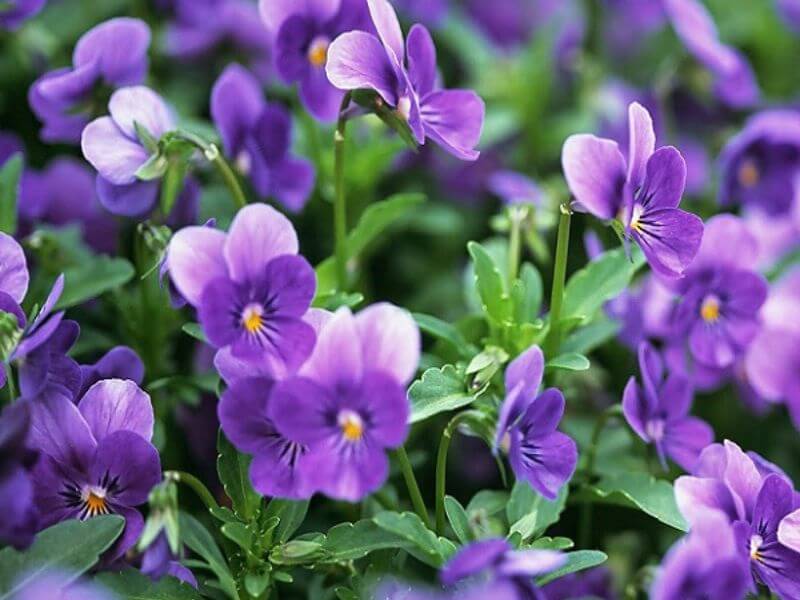 Hoa Violet